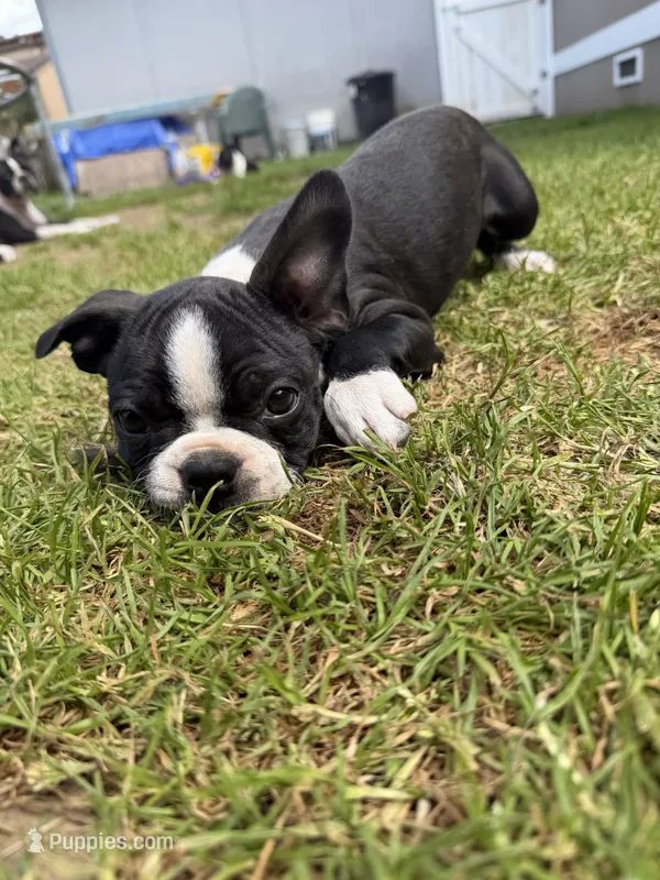 Gritona – Boston Terrier puppy for sale in Auburn, WA