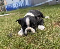 Gritona, a female Boston Terrier for sale in Auburn, WA – 5 of 6