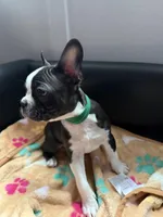 Bob, a male Boston Terrier for sale in Auburn, WA – Photo 2 of 2