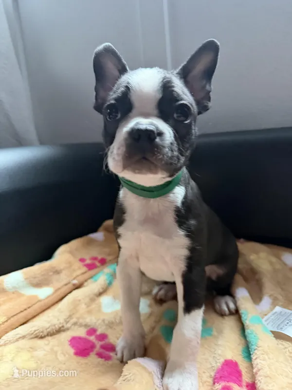 Bob – Boston Terrier puppy for sale in Auburn, WA