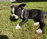 Gritona, a female Boston Terrier for sale in Auburn, WA – 6 of 6