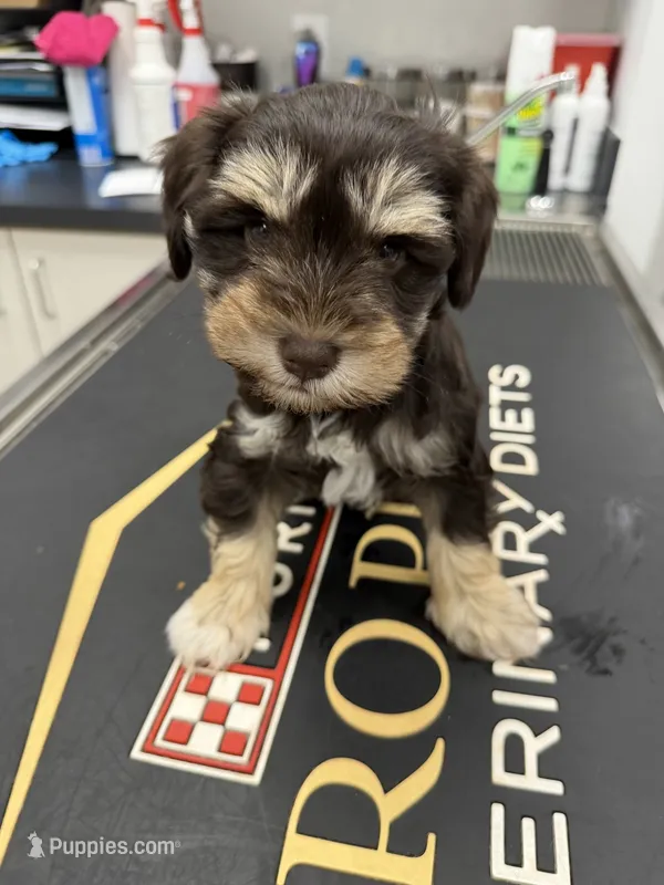Male 02 – Miniature Schnauzer puppy for sale in Montgomery, TX
