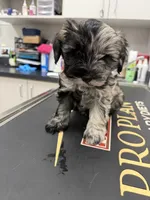 Male 01, a male Miniature Schnauzer for sale in Montgomery, TX – 1 of 4
