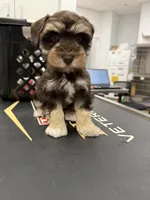 Male 02, a male Miniature Schnauzer for sale in Montgomery, TX – 3 of 3