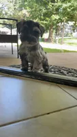 Male 01, a male Miniature Schnauzer for sale in Montgomery, TX – 3 of 4