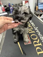 Male 01, a male Miniature Schnauzer for sale in Montgomery, TX – 2 of 4