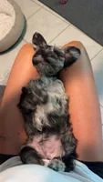 Male 01, a male Miniature Schnauzer for sale in Montgomery, TX – 4 of 4