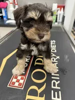 Male 02, a male Miniature Schnauzer for sale in Montgomery, TX – 2 of 3