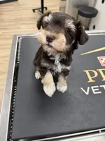 TINY Female, a male Miniature Schnauzer for sale in Montgomery, TX – 2 of 2