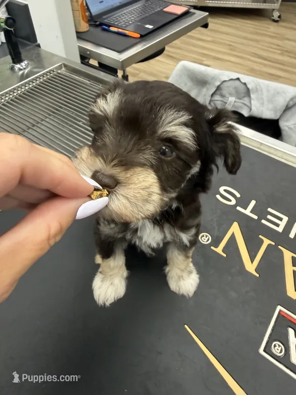 TINY Female – Miniature Schnauzer puppy for sale in Montgomery, TX