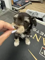 TINY Female, a male Miniature Schnauzer for sale in Montgomery, TX – 1 of 2