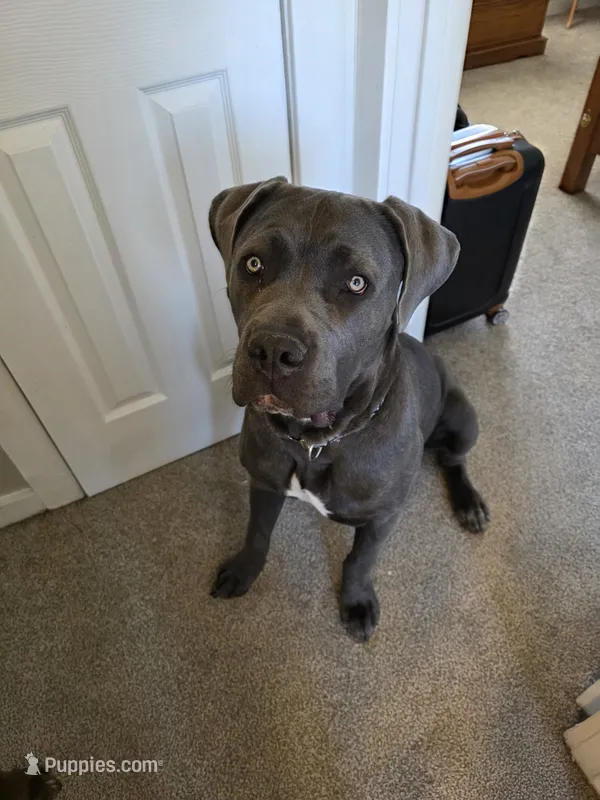 Grace – Cane Corso puppy for sale in Aurora, CO