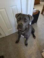 Grace, a female Cane Corso for sale in Aurora, CO – 1 of 4