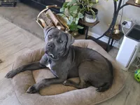 Grace, a female Cane Corso for sale in Aurora, CO – 2 of 4
