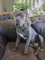 Grace, a female Cane Corso for sale in Aurora, CO – 3 of 4
