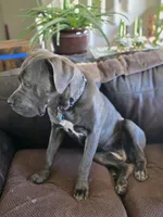 Grace, a female Cane Corso for sale in Aurora, CO – 4 of 4