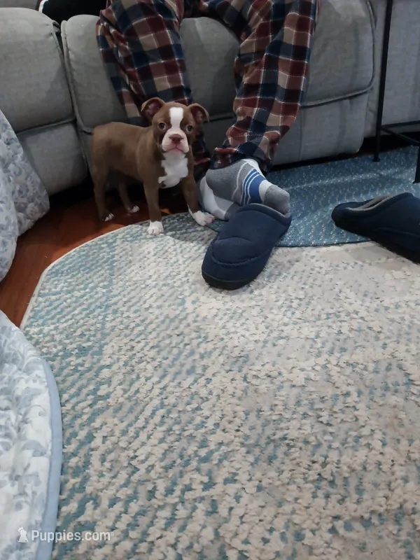 Female 1 – Boston Terrier puppy for sale in Warwick, RI