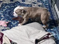 Moe, a male Olde English Bulldogge for sale in Olney, IL – Photo 4 of 5