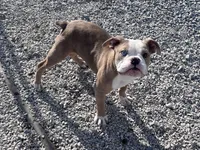 Moe, a male Olde English Bulldogge for sale in Olney, IL – Photo 5 of 5