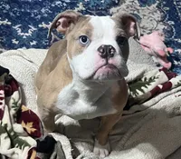 Moe, a male Olde English Bulldogge for sale in Olney, IL – Photo 1 of 5