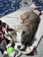 Moe, a male Olde English Bulldogge for sale in Olney, IL – Photo 3 of 5