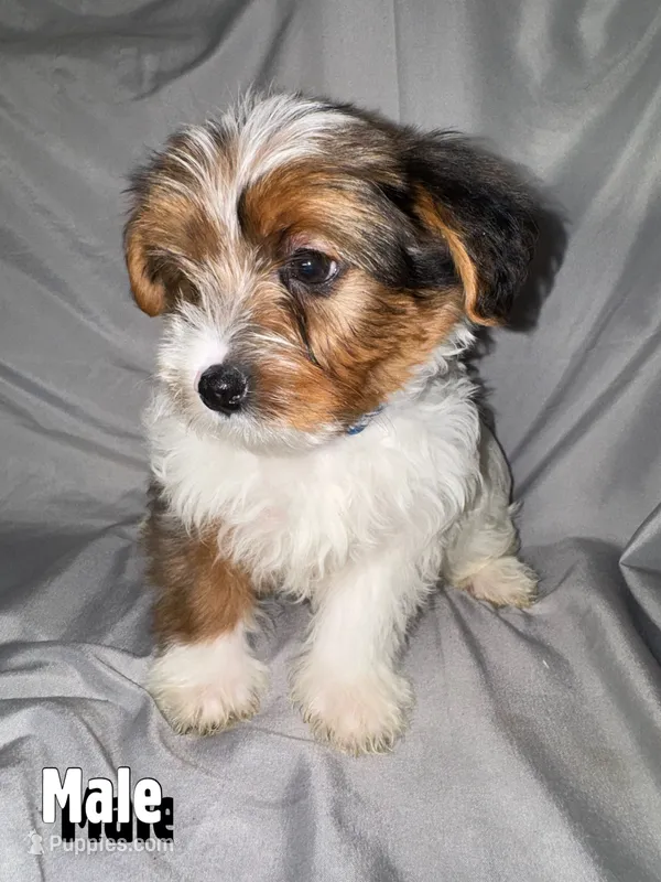Chiquita – Morkie puppy for sale in Los Angeles, CA
