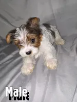 Chiquita, a male Morkie for sale in Los Angeles, CA – 3 of 6