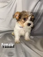 Chiquita, a male Morkie for sale in Los Angeles, CA – 4 of 6