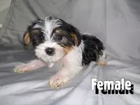 Chiquita, a male Morkie for sale in Los Angeles, CA – 5 of 6