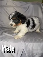 Chiquita, a male Morkie for sale in Los Angeles, CA – 6 of 6