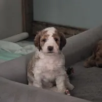Birch F1b Goldendoodle , a female Goldendoodle for sale in Flagstaff, AZ – 3 of 7