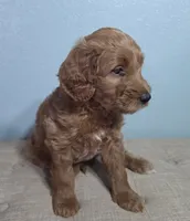 Cherry F1b Goldendoodle , a female Goldendoodle for sale in Flagstaff, AZ – 10 of 10