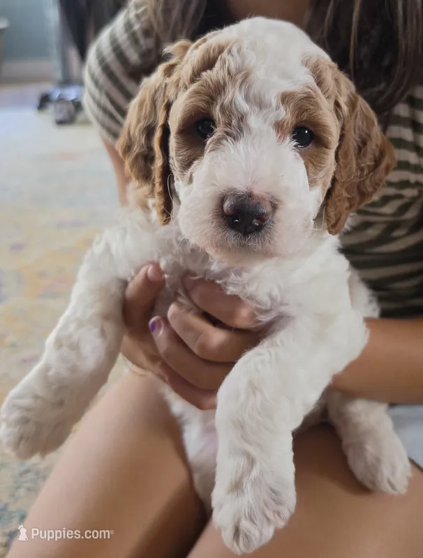 Birch F1b Goldendoodle  – Goldendoodle puppy on hold in Flagstaff, AZ