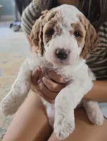 Birch F1b Goldendoodle , a female Goldendoodle for sale in Flagstaff, AZ – 1 of 7