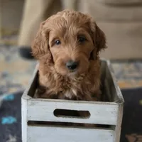 Cherry F1b Goldendoodle , a female Goldendoodle for sale in Flagstaff, AZ – 2 of 10