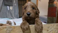 Cherry F1b Goldendoodle , a female Goldendoodle for sale in Flagstaff, AZ – 4 of 10