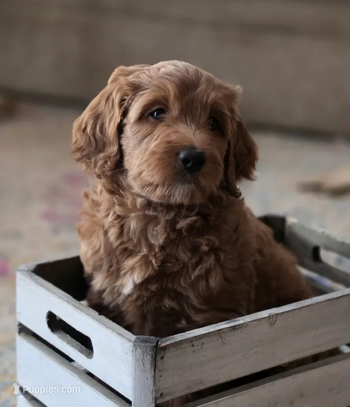 Cherry F1b Goldendoodle  – Goldendoodle puppy for sale in Flagstaff, AZ