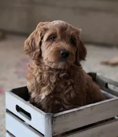 Cherry F1b Goldendoodle , a female Goldendoodle for sale in Flagstaff, AZ – 1 of 10