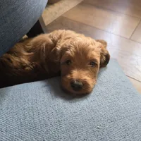 Cherry F1b Goldendoodle , a female Goldendoodle for sale in Flagstaff, AZ – 9 of 10