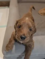 Cherry F1b Goldendoodle , a female Goldendoodle for sale in Flagstaff, AZ – 5 of 10