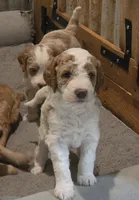 Birch F1b Goldendoodle , a female Goldendoodle for sale in Flagstaff, AZ – 6 of 7