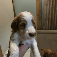 Birch F1b Goldendoodle , a female Goldendoodle for sale in Flagstaff, AZ – 4 of 7