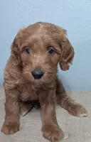 Cherry F1b Goldendoodle , a female Goldendoodle for sale in Flagstaff, AZ – 3 of 10