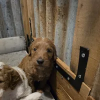 Cherry F1b Goldendoodle , a female Goldendoodle for sale in Flagstaff, AZ – 7 of 10