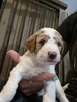 Birch F1b Goldendoodle , a female Goldendoodle for sale in Flagstaff, AZ – 7 of 7