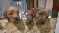 Cherry F1b Goldendoodle , a female Goldendoodle for sale in Flagstaff, AZ – 6 of 10