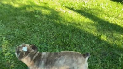 Kitkat, a female Olde English Bulldogge for sale in Centralia, WA – 3 of 4