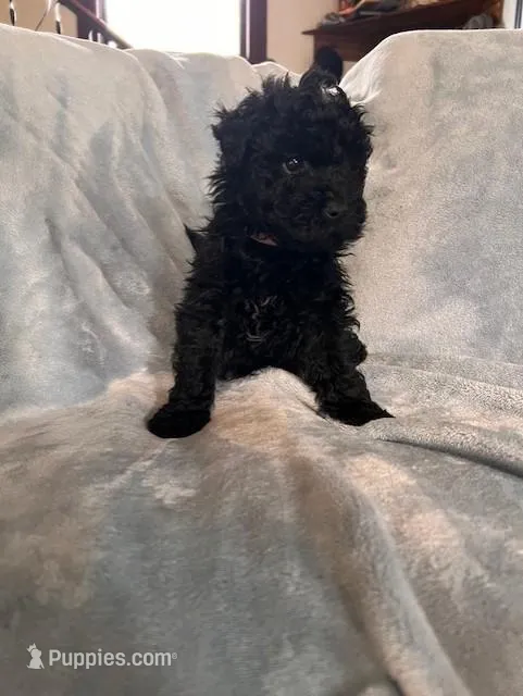 Pink – Puli puppy for sale in Centralia, WA