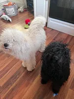 Ziggy, a male Puli for sale in Centralia, WA – Photo 3 of 3