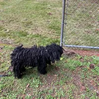 Pink, a female Puli for sale in Centralia, WA – Photo 4 of 5